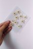 Picture of Pressed flowers